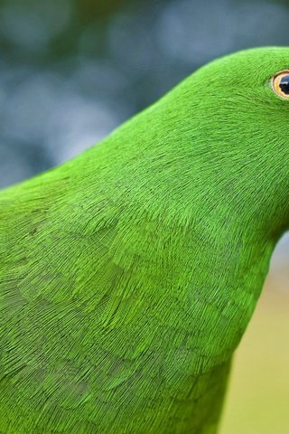 Обои зелёный, птица, клюв, перья, попугай, green, bird, beak, feathers, parrot разрешение 1920x1200 Загрузить