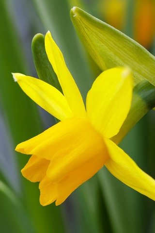 Обои желтый, макро, цветок, нарцисс, yellow, macro, flower, narcissus разрешение 2048x1362 Загрузить