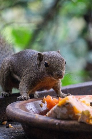 Обои животное, белка, зверек, хвост, белочка, грызун, animal, protein, tail, squirrel, rodent разрешение 6000x4000 Загрузить