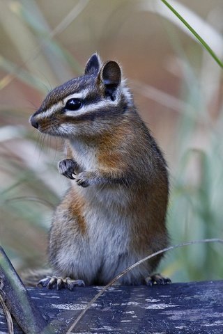 Обои природа, фон, животное, бурундук, стойка, грызун, nature, background, animal, chipmunk, stand, rodent разрешение 2048x1329 Загрузить