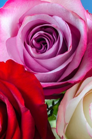 Обои цветы, бутоны, розы, букет, flowers, buds, roses, bouquet разрешение 2048x1356 Загрузить