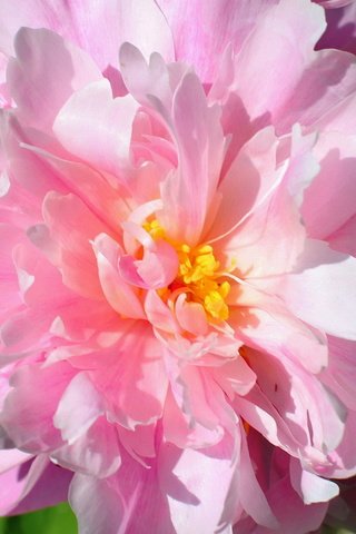 Обои цветок, лепестки, бутон, розовый, пион, flower, petals, bud, pink, peony разрешение 2562x1708 Загрузить