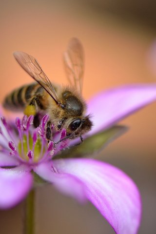Обои насекомое, цветок, лепестки, крылья, розовый, пчела, insect, flower, petals, wings, pink, bee разрешение 2048x1365 Загрузить