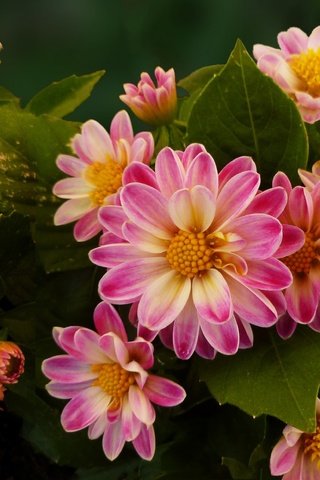 Обои цветы, лепестки, яркие, георгины, flowers, petals, bright, dahlias разрешение 1920x1200 Загрузить