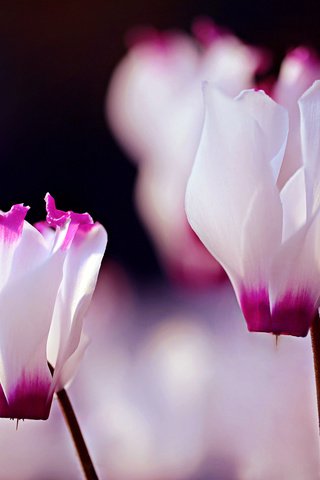 Обои цветы, макро, лепестки, цикламены, бело-розовый, flowers, macro, petals, cyclamen, pink and white разрешение 2048x1366 Загрузить