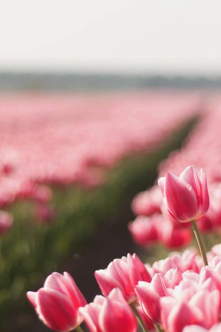 Обои цветы, природа, бутоны, поле, тюльпаны, flowers, nature, buds, field, tulips разрешение 2560x1600 Загрузить