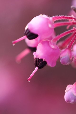 Обои цветы, ветка, бутоны, макро, размытость, розовые, куст, вереск, flowers, branch, buds, macro, blur, pink, bush, heather разрешение 2048x1365 Загрузить