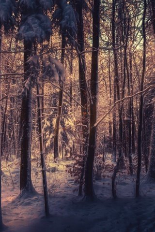 Обои деревья, снег, лес, зима, лучи солнца, trees, snow, forest, winter, the rays of the sun разрешение 2560x1600 Загрузить