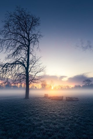 Обои восход, дерево, утро, туман, sunrise, tree, morning, fog разрешение 2555x1600 Загрузить