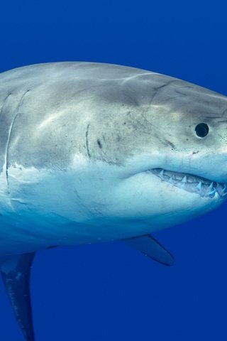 Обои море, хищник, зубы, акула, подводный мир, sea, predator, teeth, shark, underwater world разрешение 2555x1600 Загрузить