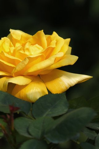 Обои цветок, роза, лепестки, бутон, куст, жёлтая, flower, rose, petals, bud, bush, yellow разрешение 2048x1365 Загрузить