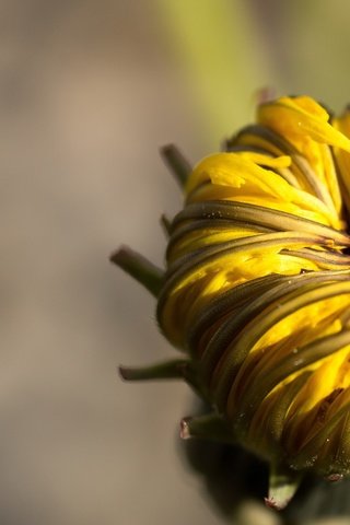 Обои макро, цветок, бутон, одуванчик, macro, flower, bud, dandelion разрешение 2560x1440 Загрузить