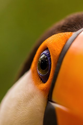 Обои макро, птица, тукан, клюв, глаз, macro, bird, toucan, beak, eyes разрешение 2048x1365 Загрузить