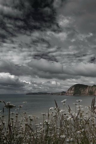 Обои небо, цветы, скалы, берег, тучи, море, the sky, flowers, rocks, shore, clouds, sea разрешение 2048x1144 Загрузить