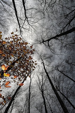 Обои небо, деревья, лес, тучи, стволы, осень, the sky, trees, forest, clouds, trunks, autumn разрешение 1920x1200 Загрузить