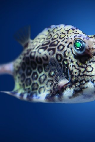 Обои пятна, плавники, рыба, подводный мир, spot, fins, fish, underwater world разрешение 2880x1800 Загрузить