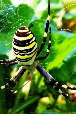 Обои природа, макро, фон, паук, паутина, полосатый, nature, macro, background, spider, web, striped разрешение 2560x1440 Загрузить