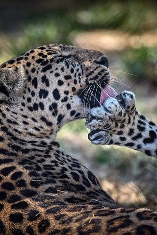 Обои поза, леопард, хищник, язык, лапа, дикая кошка, умывание, pose, leopard, predator, language, paw, wild cat, washing разрешение 2048x1367 Загрузить