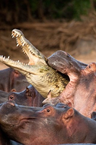 Обои природа, битва, африка, зубы, крокодил, бегемоты, nature, battle, africa, teeth, crocodile, hippos разрешение 3632x2372 Загрузить