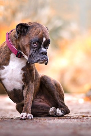 Обои природа, лапы, взгляд, собака, друг, ошейник, боксер, nature, paws, look, dog, each, collar, boxer разрешение 2048x1365 Загрузить