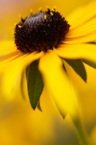 Обои цветы, природа, лепестки, ромашка, жёлтая, рудбекия, flowers, nature, petals, daisy, yellow, rudbeckia разрешение 3840x2160 Загрузить