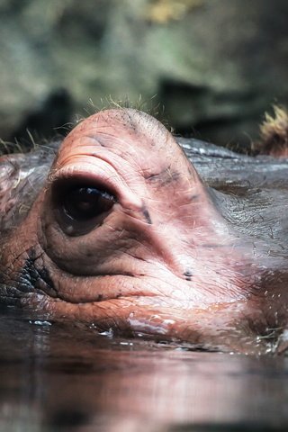 Обои природа, макро, взгляд, уши, бегемот, гиппопотам, nature, macro, look, ears, hippo разрешение 1920x1279 Загрузить