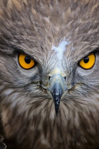 Обои природа, орел, птица, клюв, перья, nature, eagle, bird, beak, feathers разрешение 2560x1440 Загрузить