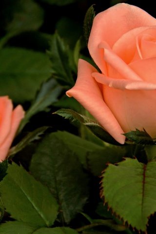 Обои цветы, розы, роза, лепестки, бутон, куст, flowers, roses, rose, petals, bud, bush разрешение 1920x1200 Загрузить