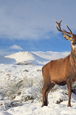 Обои трава, деревья, снег, олень, зима, рога, красавец, солнечно, grass, trees, snow, deer, winter, horns, handsome, sunny разрешение 2048x1315 Загрузить