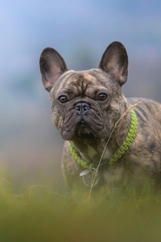 Обои трава, собака, боке, французский бульдог, grass, dog, bokeh, french bulldog разрешение 4858x3036 Загрузить