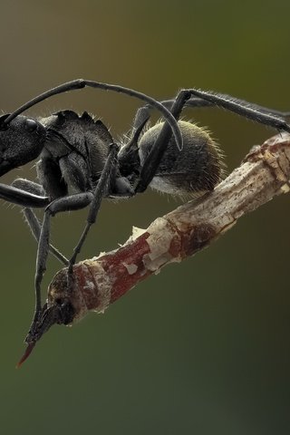Обои насекомое, усы, муравей, лапки, крупным планом, insect, mustache, ant, legs, closeup разрешение 3000x2000 Загрузить