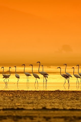 Обои вечер, берег, закат, фламинго, птицы, the evening, shore, sunset, flamingo, birds разрешение 1920x1080 Загрузить
