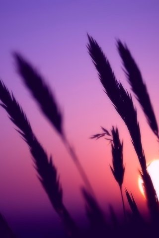 Обои трава, колоски, вечер, солнце, природа, цвета, закат, фон, колосья, grass, spikelets, the evening, the sun, nature, color, sunset, background, ears разрешение 1920x1080 Загрузить