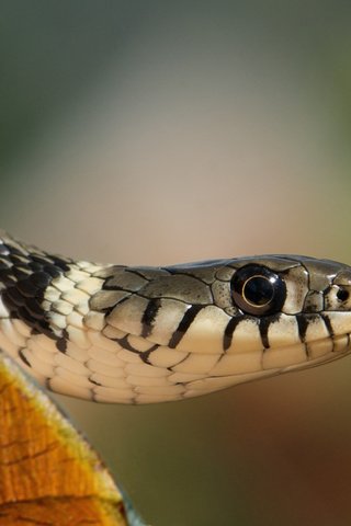 Обои взгляд, уж, змея, бревно, голова, обыкновенный уж, look, so, snake, log, head, grass snake разрешение 2319x1553 Загрузить