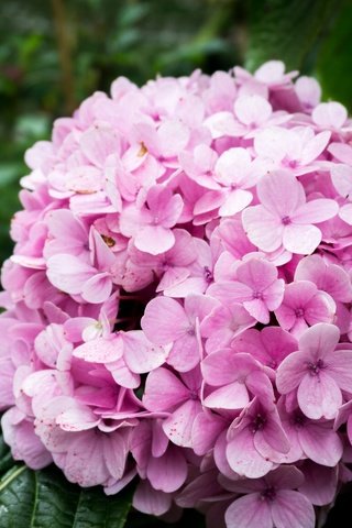 Обои природа, цветок, розовый, гортензия, nature, flower, pink, hydrangea разрешение 6000x4000 Загрузить