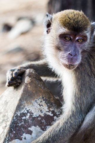 Обои глаза, взгляд, животное, обезьяна, примат, макака, eyes, look, animal, monkey, the primacy of разрешение 6000x4000 Загрузить