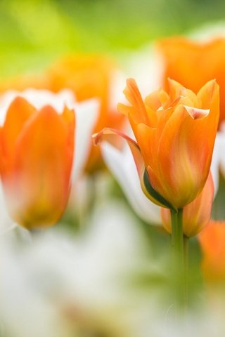 Обои цветы, бутоны, тюльпаны, боке, flowers, buds, tulips, bokeh разрешение 2048x1152 Загрузить