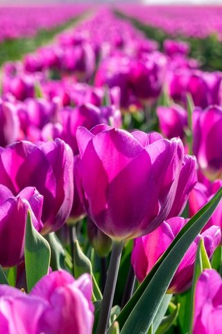 Обои цветы, бутоны, весна, тюльпаны, flowers, buds, spring, tulips разрешение 2048x1296 Загрузить