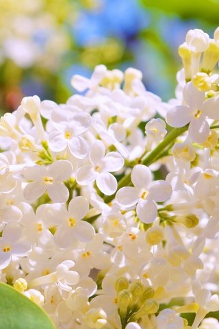 Обои цветение, весна, белая, сирень, flowering, spring, white, lilac разрешение 3000x1887 Загрузить