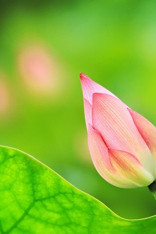 Обои природа, фон, цветок, лист, бутон, лотос, nature, background, flower, sheet, bud, lotus разрешение 2048x1365 Загрузить