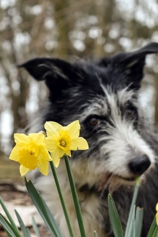 Обои цветы, фон, собака, весна, нарциссы, бордер-колли, pogmomadra, flowers, background, dog, spring, daffodils, the border collie разрешение 2048x1379 Загрузить