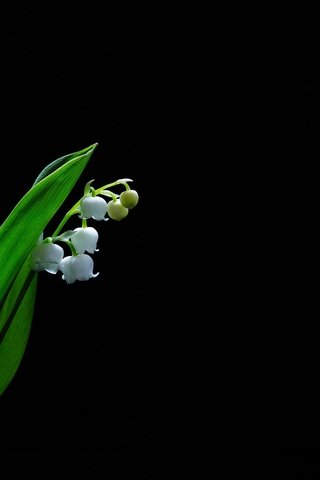 Обои цветы, фон, черный фон, ландыш, convallaria majalis, flowers, background, black background, lily of the valley разрешение 2048x1365 Загрузить