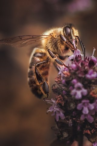 Обои цветы, макро, насекомое, фон, лаванда, пчела, flowers, macro, insect, background, lavender, bee разрешение 2048x1365 Загрузить