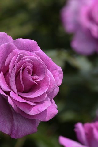 Обои цветы, розы, лепестки, flowers, roses, petals разрешение 3602x2815 Загрузить