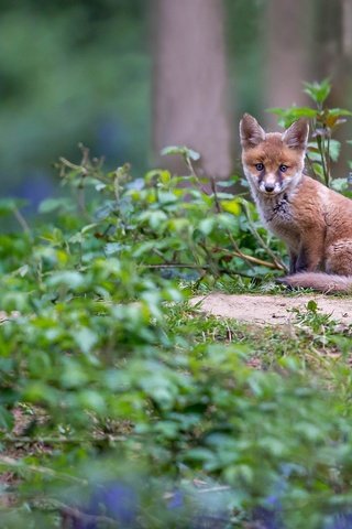 Обои цветы, трава, лиса, колокольчики, лисенок, flowers, grass, fox, bells разрешение 2048x1312 Загрузить