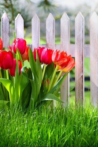 Обои цветы, трава, забор, красные, весна, тюльпаны, flowers, grass, the fence, red, spring, tulips разрешение 5616x3744 Загрузить