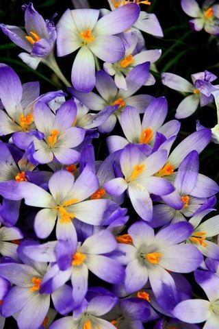 Обои цветы, лепестки, весна, черный фон, крокусы, flowers, petals, spring, black background, crocuses разрешение 2048x1367 Загрузить