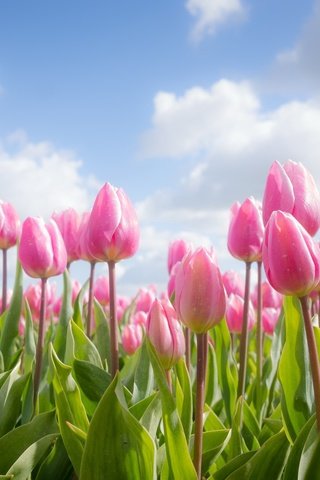 Обои небо, цветы, облака, весна, тюльпаны, розовые, the sky, flowers, clouds, spring, tulips, pink разрешение 2048x1222 Загрузить