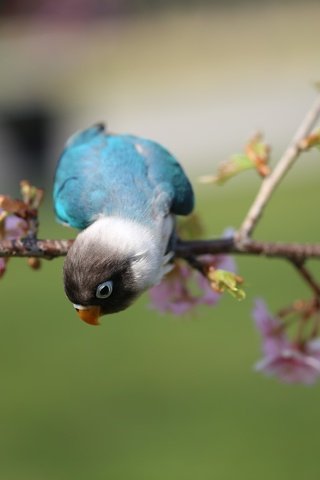 Обои цветы, ветка, цветение, птица, попугай, flowers, branch, flowering, bird, parrot разрешение 2048x1365 Загрузить