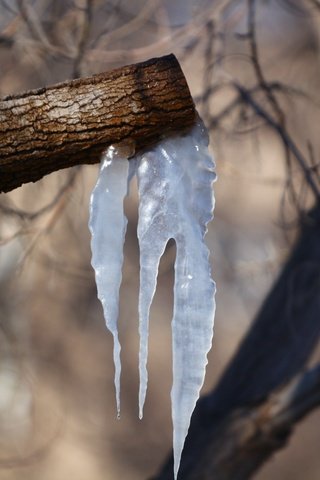 Обои деревья, природа, фон, весна, сосульки, trees, nature, background, spring, icicles разрешение 1920x1280 Загрузить